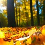 СТИХИ ОБ ОСЕНИ ДЛЯ ДЕТЕЙ. 5-6 ЛЕТ