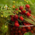 Интересные стихи про лето