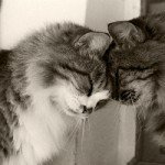 Заводим питомца. Кошка или собака?