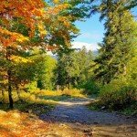 Стихи Классиков об осени