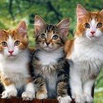 Для чего нужны кошке усы?
