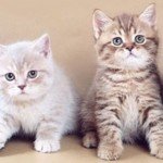 Как нарисовать домашнего котика