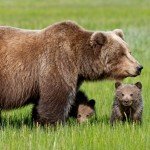 Как нарисовать мишку косолапого?