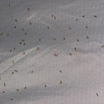Как избавиться от мошки в доме доступным способом