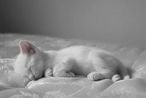 Cute-Kitty-babies-pets-and-animals-17269119-400-268