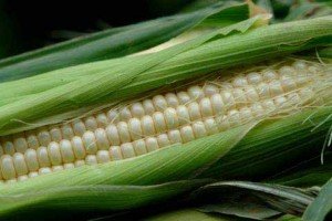 corn 1