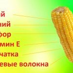 Полезные советы о том, как варить кукурузу