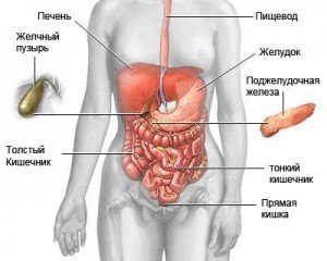 digestive-300x240