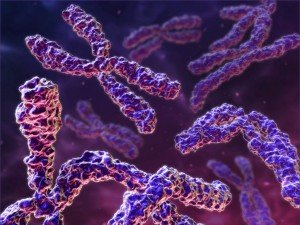 wpid-razgadka-voprosa-o-proishozhdenii-cheloveka-zalozhena-v-samom-genome_i_2