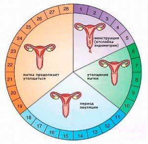 5.3._menstruaciya