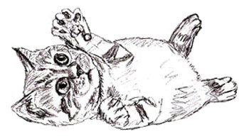 kitten-5